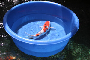 MATALA ,Koi Measuring Tub
Tall: 27&quot; DIAMETER X 13&quot;DEEP