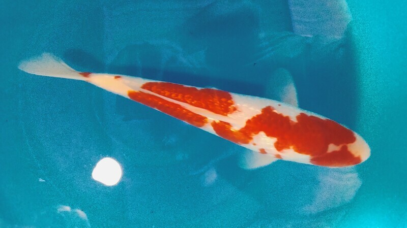 4# KOHAKU WITH
INAZUMI PATTER [RARE]