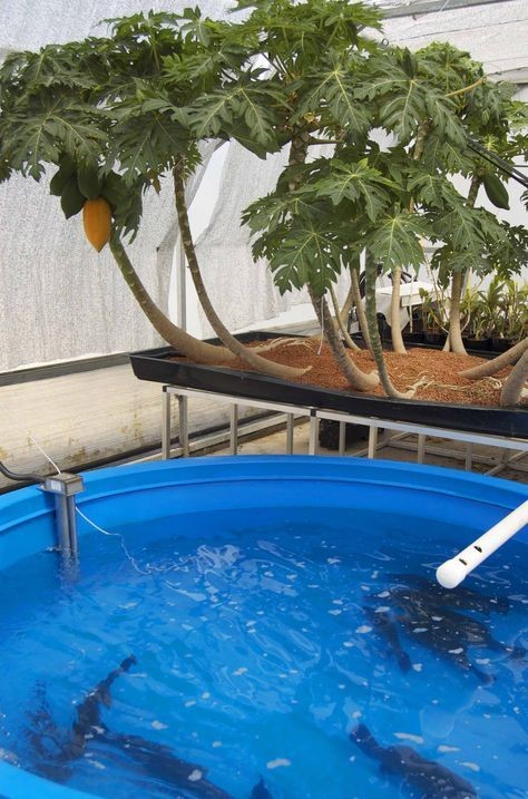 AQUADYNE ECOSPHERE AQUAPONICS FILTRATION  ECO 10/20 WITH PUMP  RETAIL $2,292.00