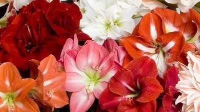 AMARYLLIS