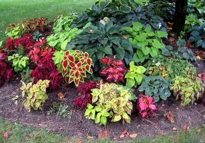 PLANTE DE EXTERIOR - ANUALE