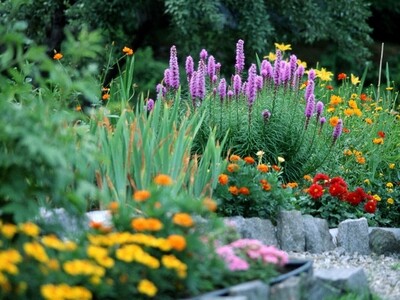 PLANTE DE EXTERIOR - PERENE