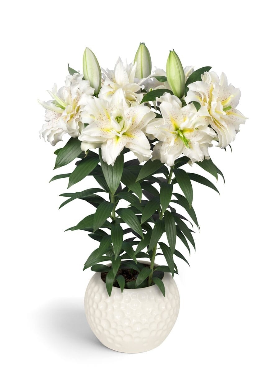 ROSELILY ZETA - Pachet 3 bulbi