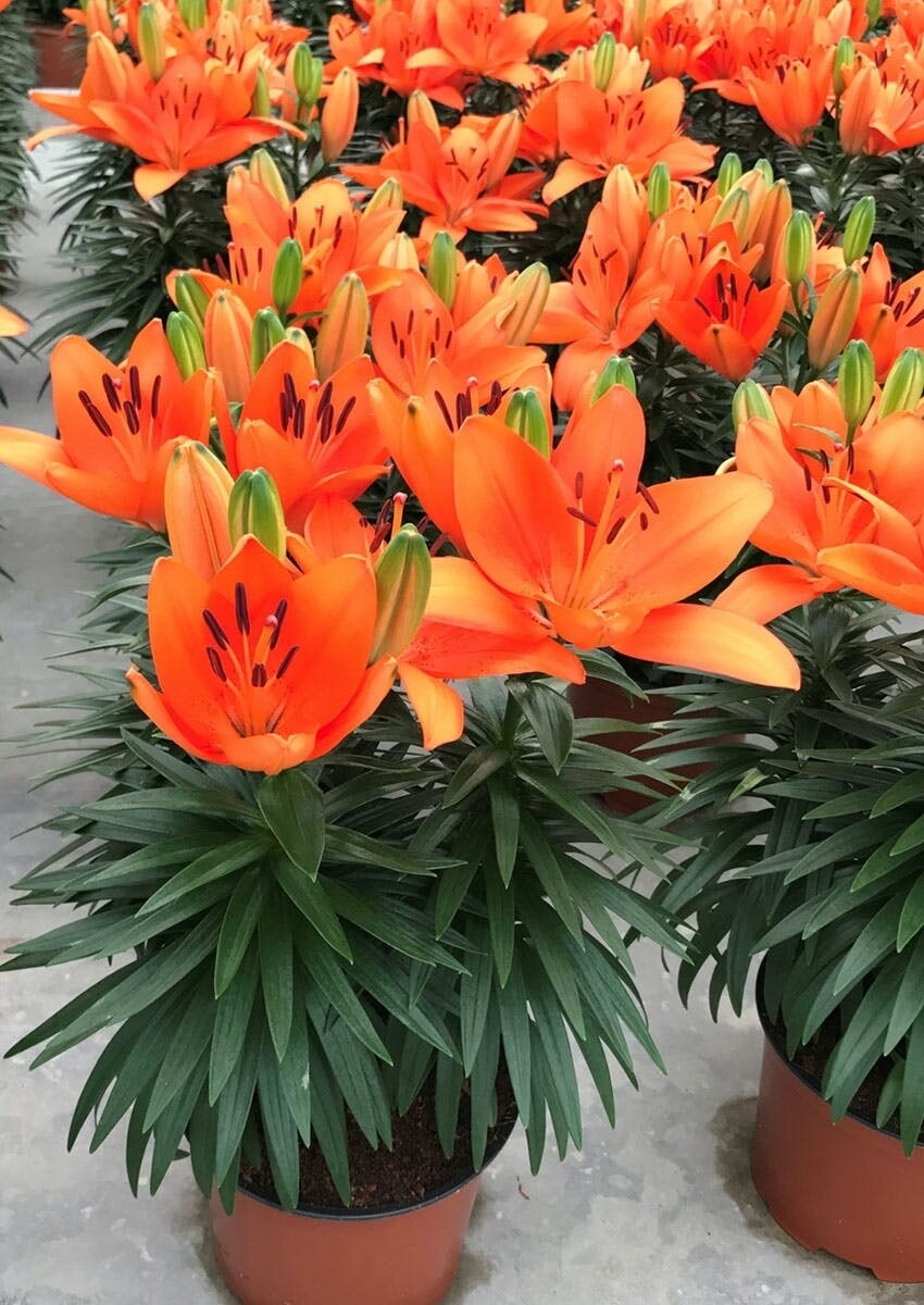 TINY INVADER - Pachet 10 bulbi