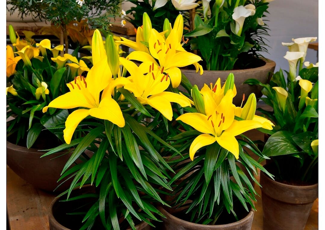 TINY RANGER - Pachet 10 bulbi