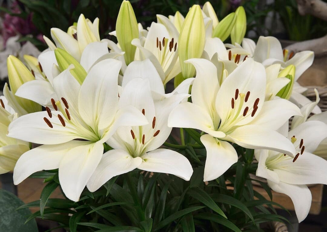 SUMMER SNOW - Pachet 10 bulbi