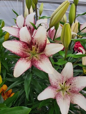 ASIATIC SWEET ZANICA - Pachet 2 bulbi