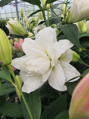 CRIN REGAL - BOWL OF BEAUTY - Pachet 2 bulbi