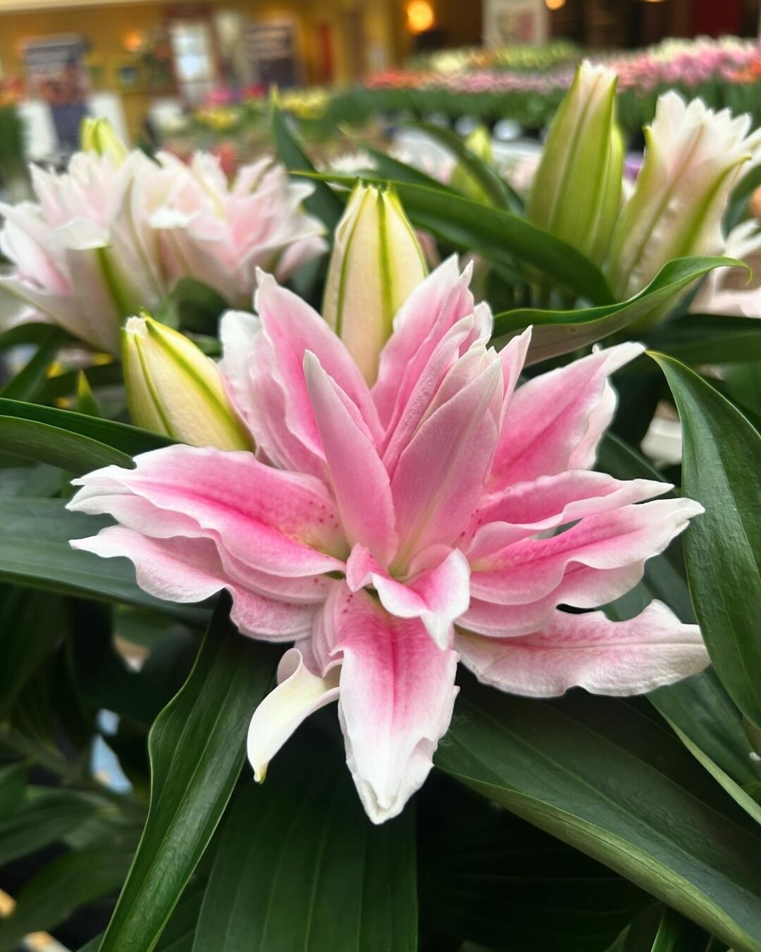 CRIN REGAL - MILANO - Pachet 2 bulbi