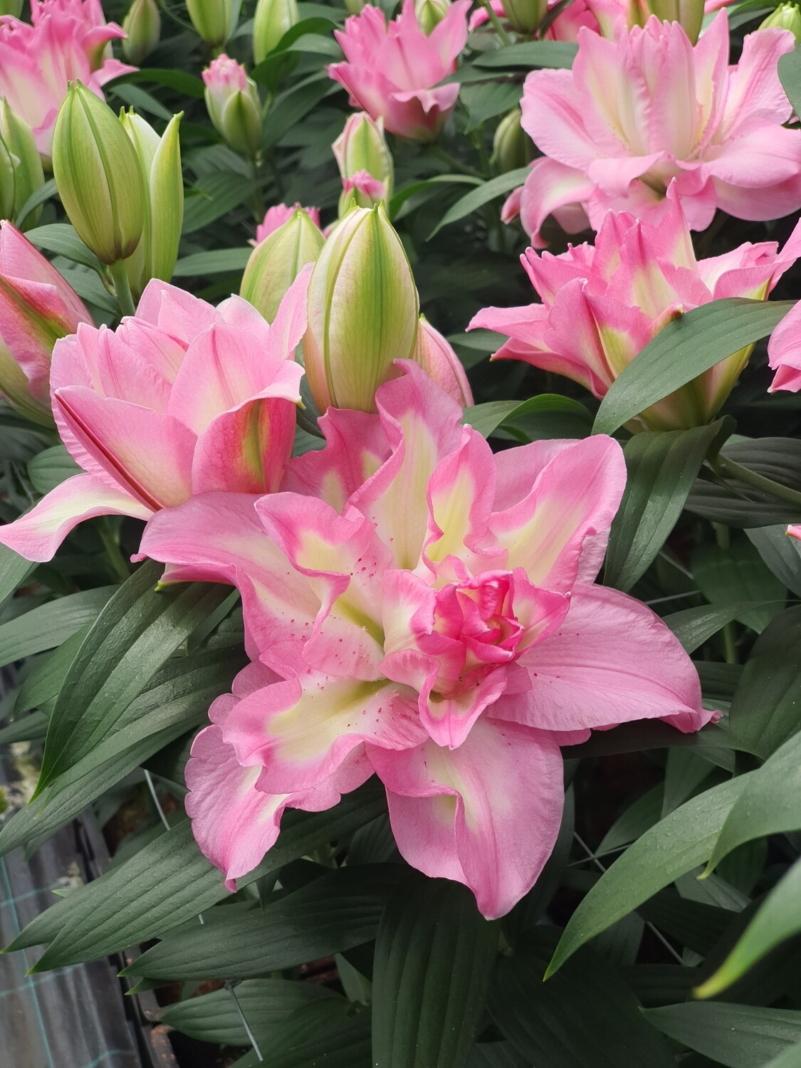 CRIN REGAL ANGEL - Pachet 3 bulbi