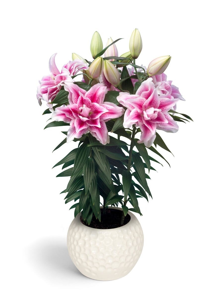 CRIN REGAL - ROSELILY NOWA - Pachet 3 bulbi