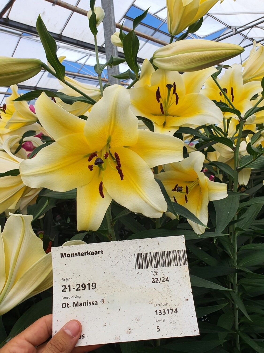 CRIN TIP COPAC - MANISSA - Pachet 3 bulbi