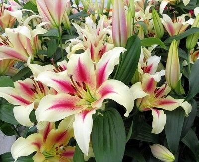 CRIN IMPERIAL - NYMPH - Pachet 2 bulbi 