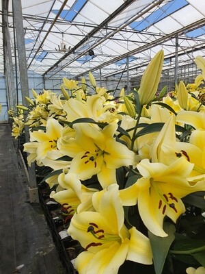 CRIN TIP COPAC - CONCA D'OR - Pachet 2 bulbi