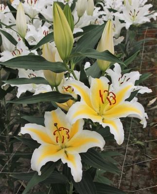 CRIN IMPERIAL - NESSO - Pachet 2 bulbi