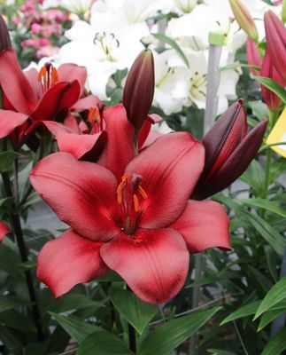 CRIN ASIATIC - ESCAPE - Pachet 2 bulbi