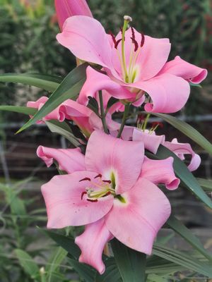 CRIN IMPERIAL - GUYENNE - Pachet 3 bulbi