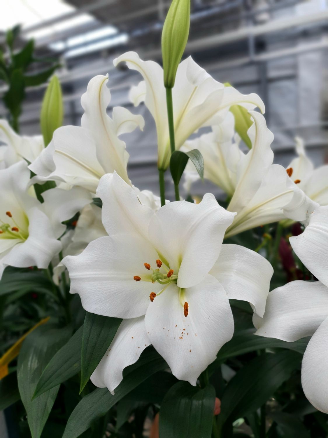 CRIN TROMPETĂ - FREDO - Pachet 2 bulbi