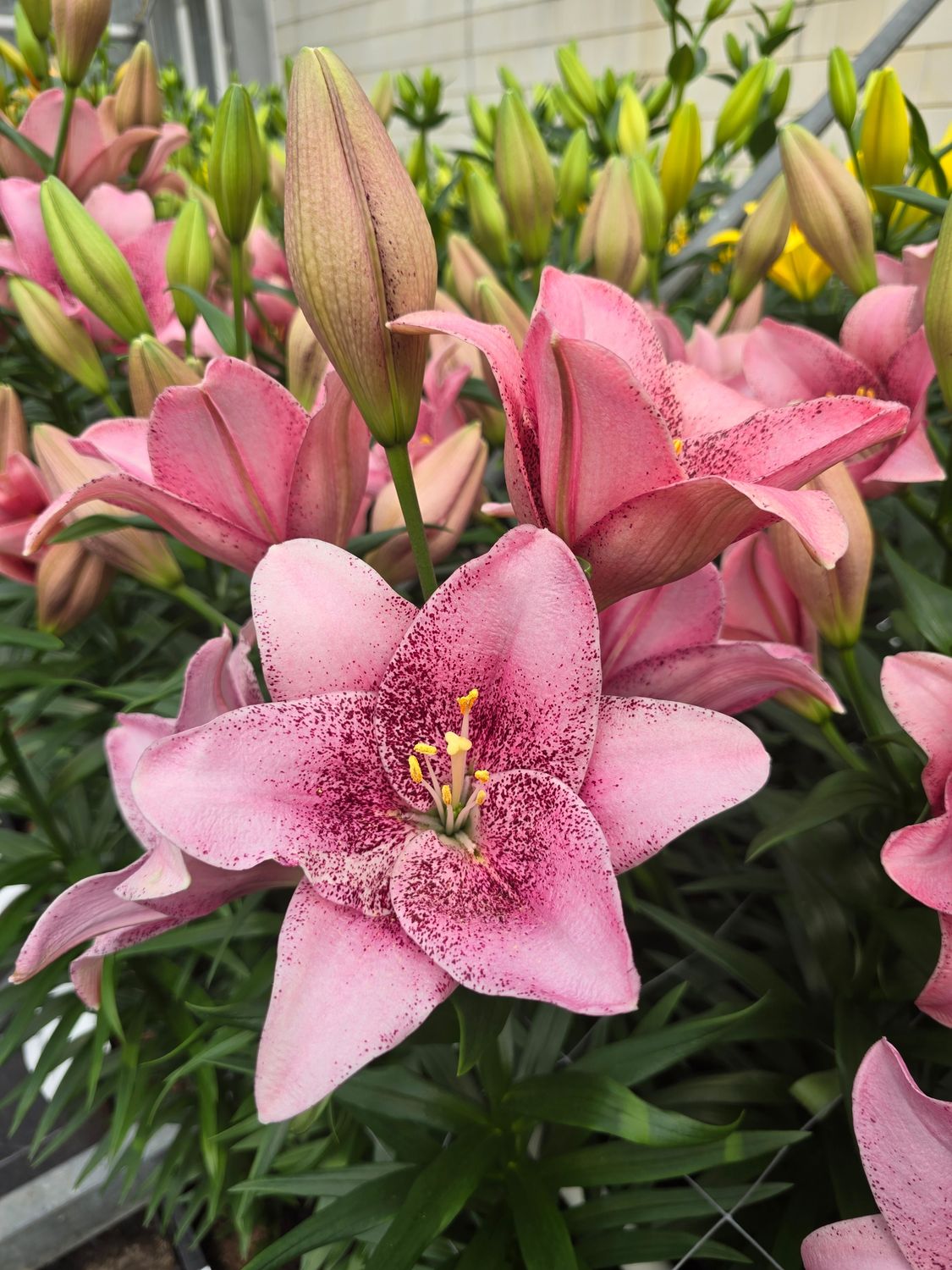 CRIN ASIATIC - SWEET SUGAR - Pachet 2 bulbi