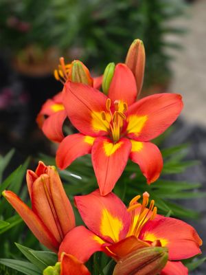 CRIN PITIC - FENG SHUI - Pachet 10 bulbi