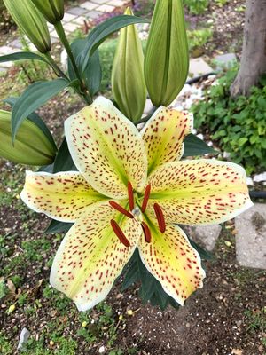 CRIN IMPERIAL - TIGERMOON   Pachet 3 bulbi