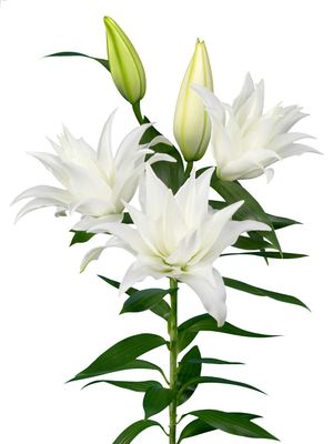 CRIN REGAL - ROSELILY TANYA - Pachet 3 bulbi