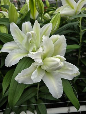 CRIN REGAL - ROSELILY AISHA - Pachet 2 bulbi