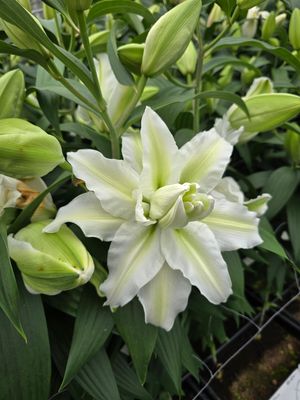 CRIN REGAL - ROSELILY AISHA - Pachet 2 bulbi