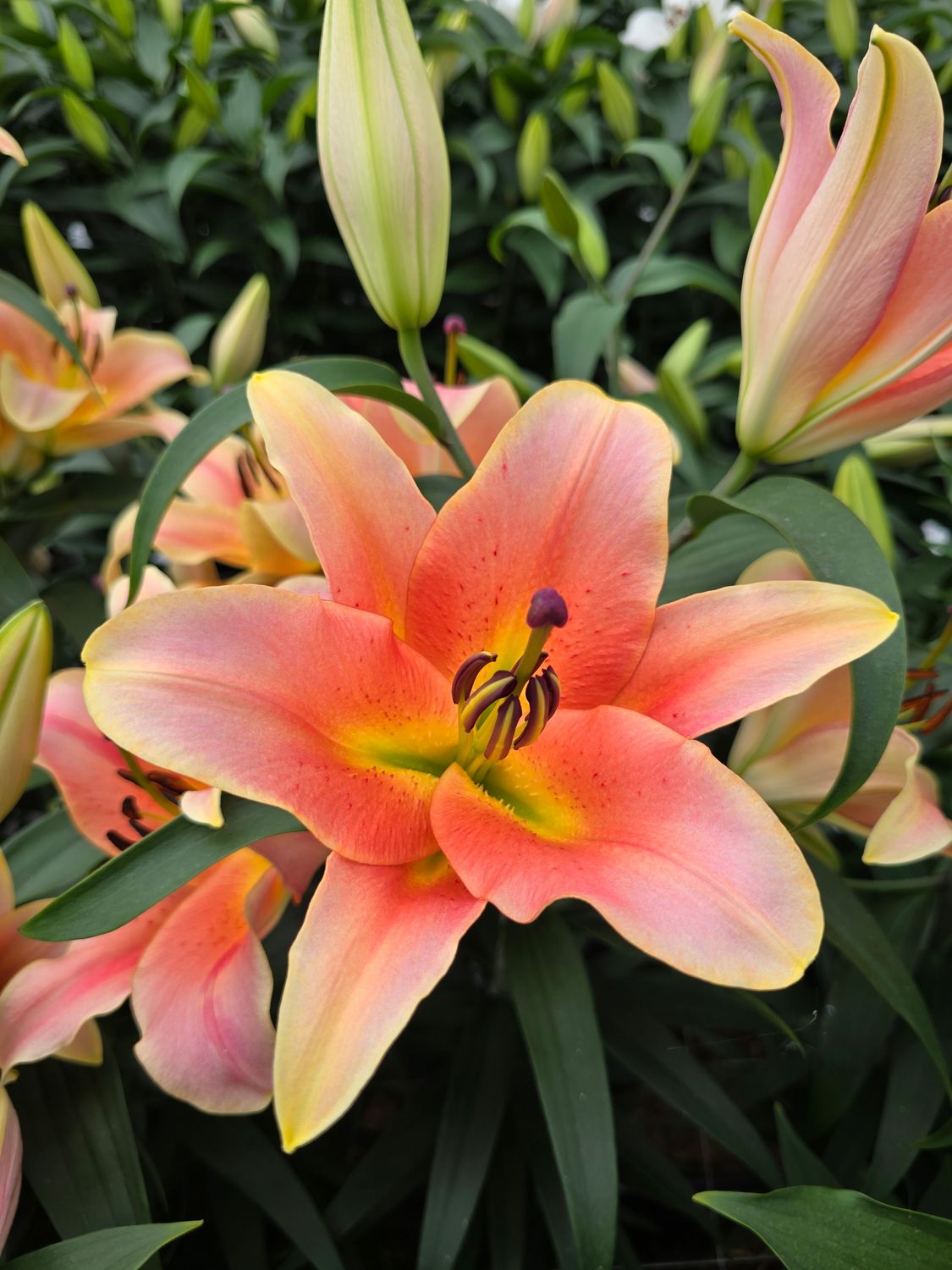 CRIN IMPERIAL - ZELMIRA - Pachet 2 bulbi