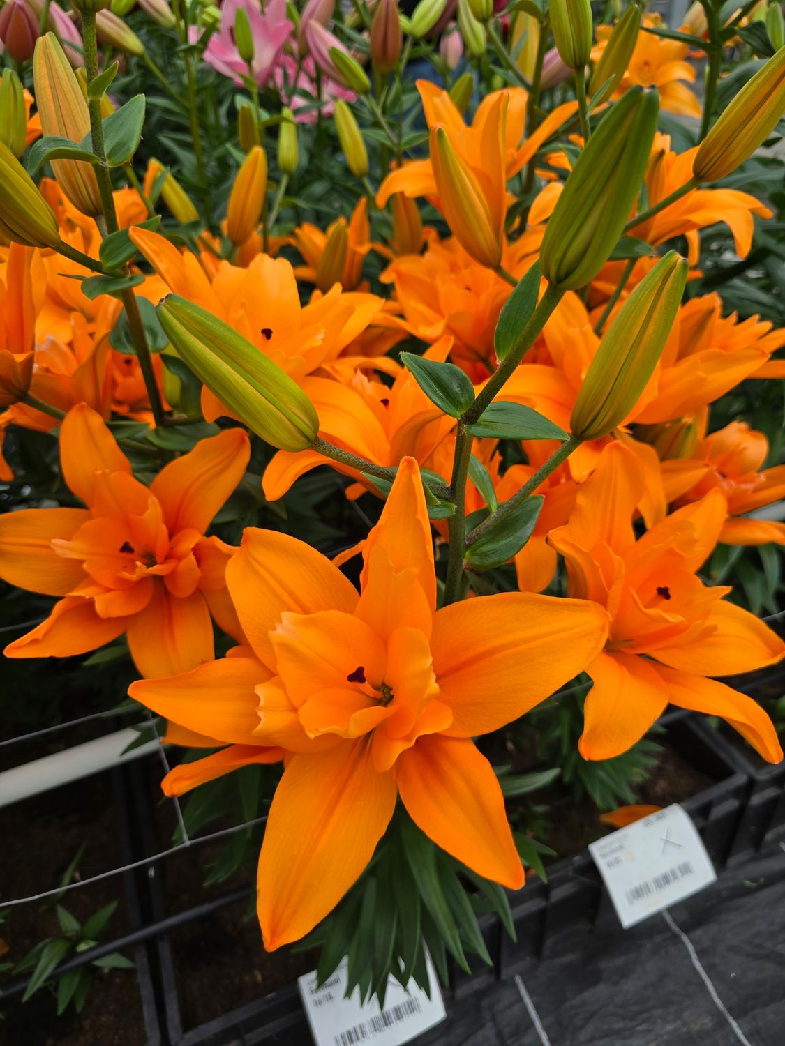 BUTTERFLY LILIES - FOREHAND - Pachet 5 bulbi