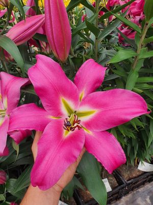 CRIN IMPERIAL - BATAVIA - Pachet 3 bulbi