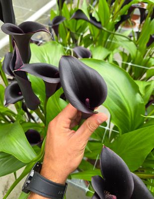 CALLA ESCAPE® - 1 BULB 