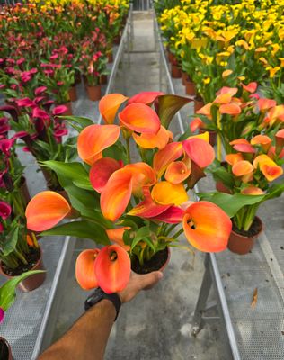 CALLA ORANGE PRIDE® - 1 BULB