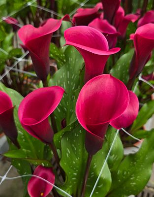 CALLA TOKYO® - 1 BULB