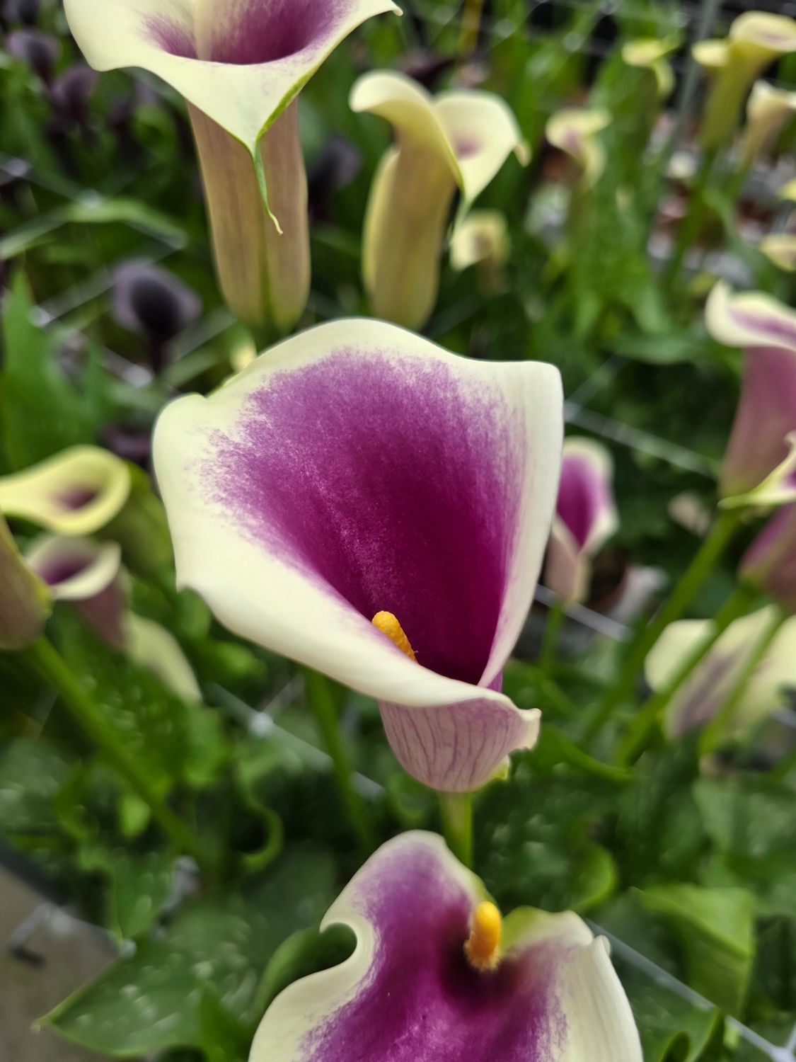 CALLA PICASSO® - 1 BULB