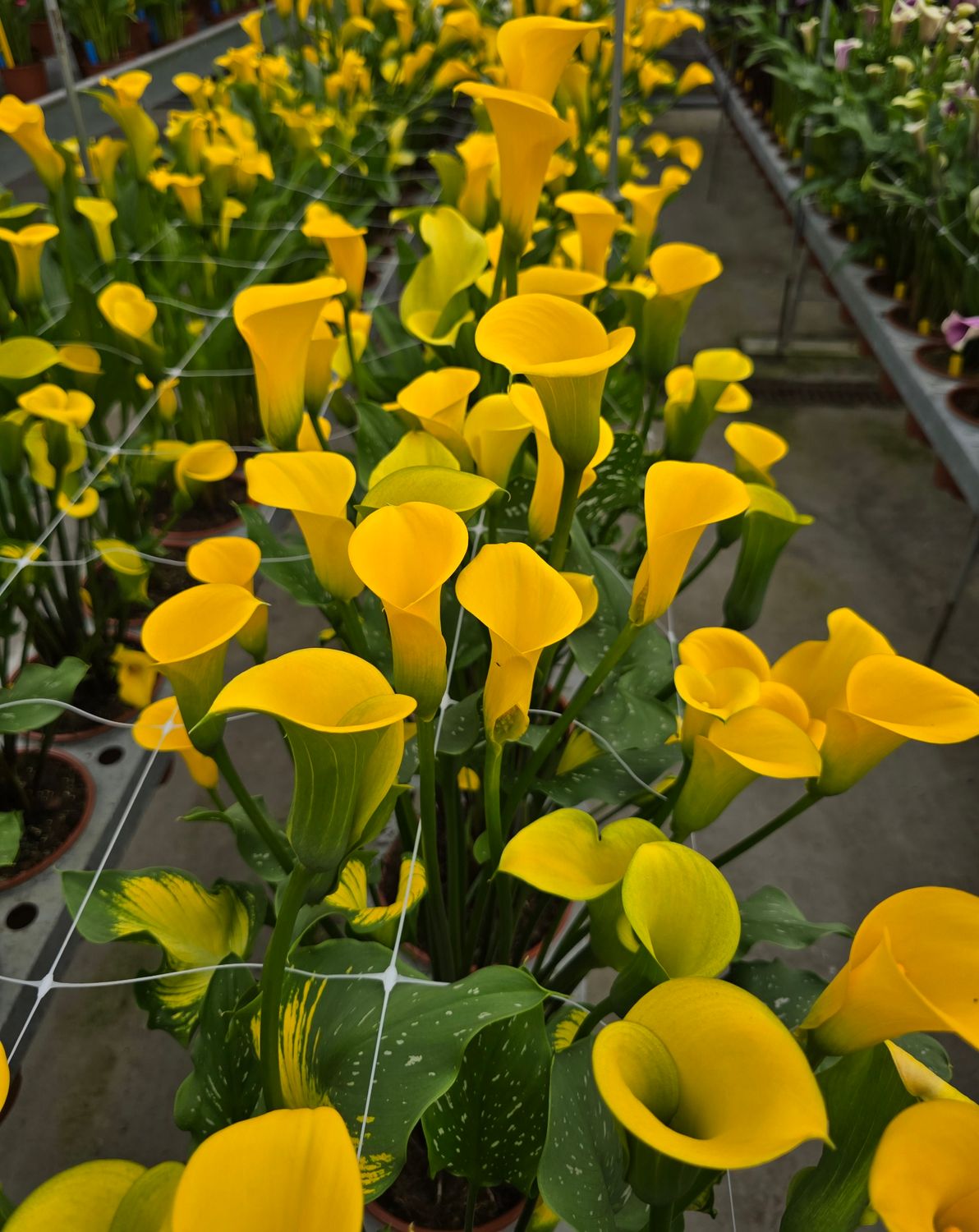 CALLA LONG BEACH® - 1 BULB