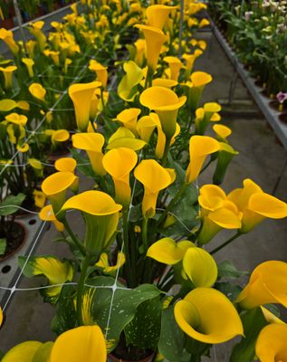 CALLA LONG BEACH® - 1 BULB