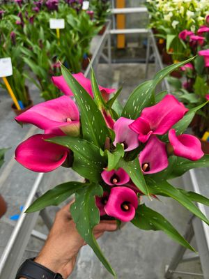CALLA ZAZU® - 1 BULB