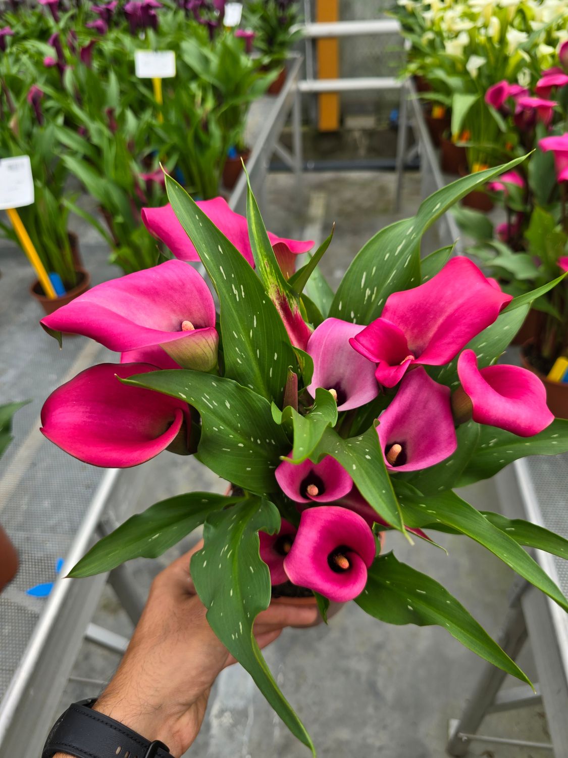 CALLA ZAZU® - 1 BULB