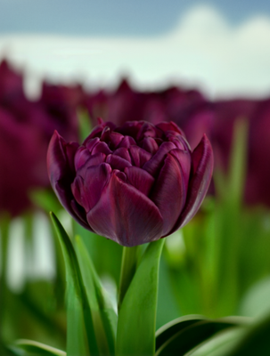 Lalele Alison Bradley - 10 bulbi