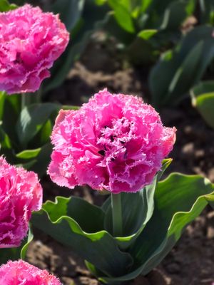 Lalele Adriana - 10 bulbi