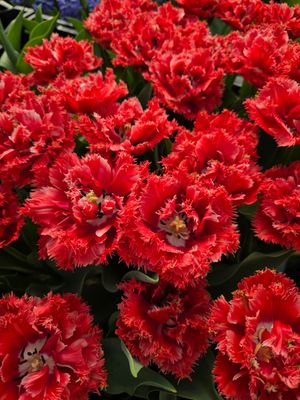 Lalele Anca - 10 bulbi