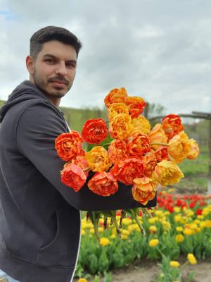 Lalele Tip Bujor Portocaliu - 10 bulbi