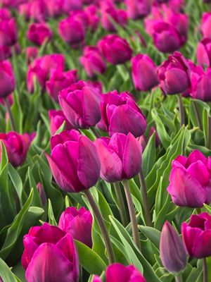 Lalele Juliana - 10 bulbi