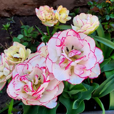 Lalele Bianca - 10 bulbi