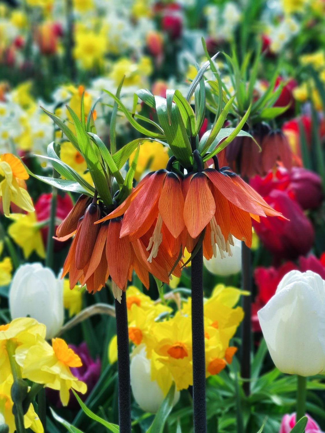 LALEA IMPERIALĂ AURORA - 1 BULB MARE