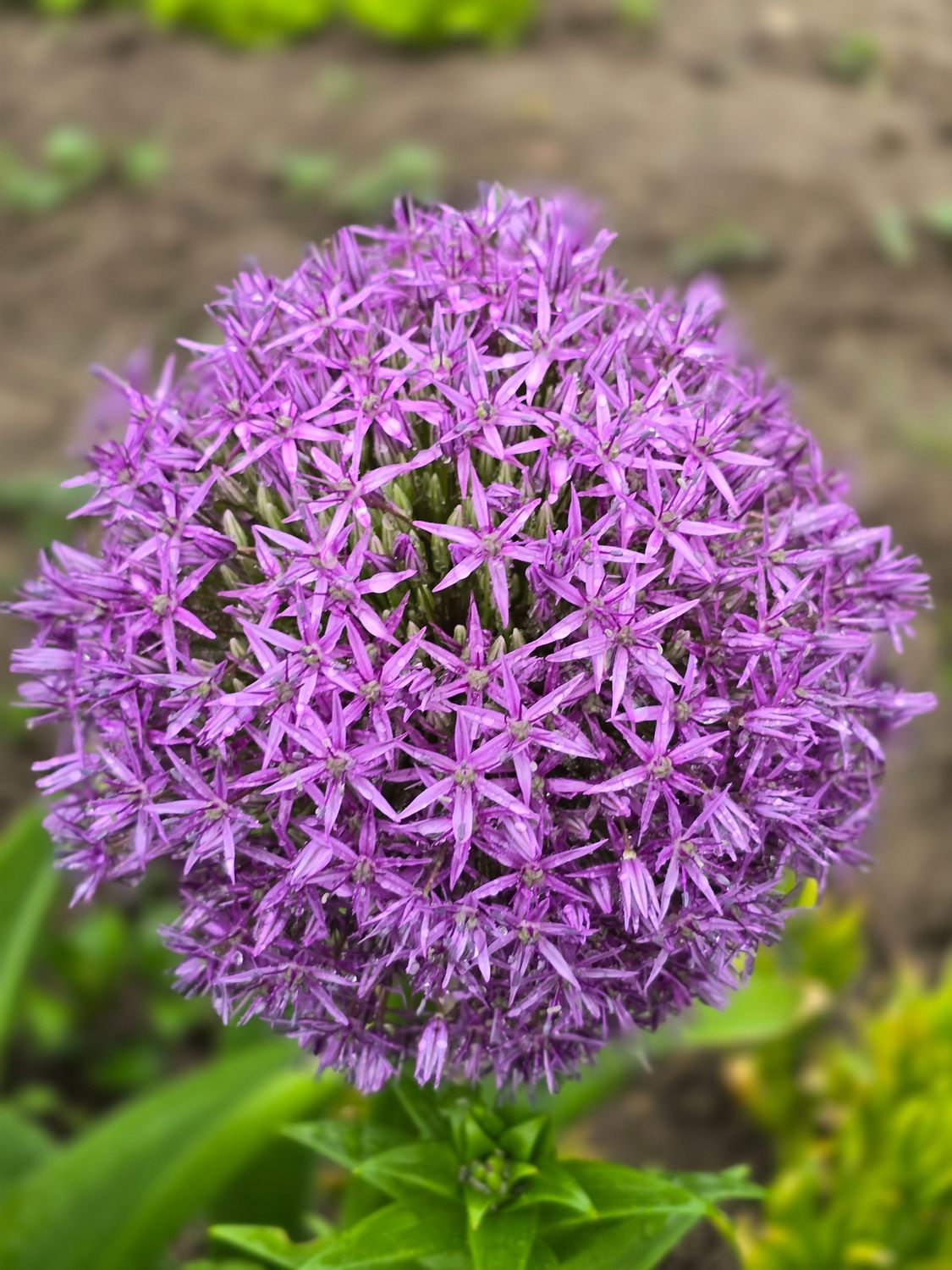 Allium GLOBEMASTER - 1 bulb
