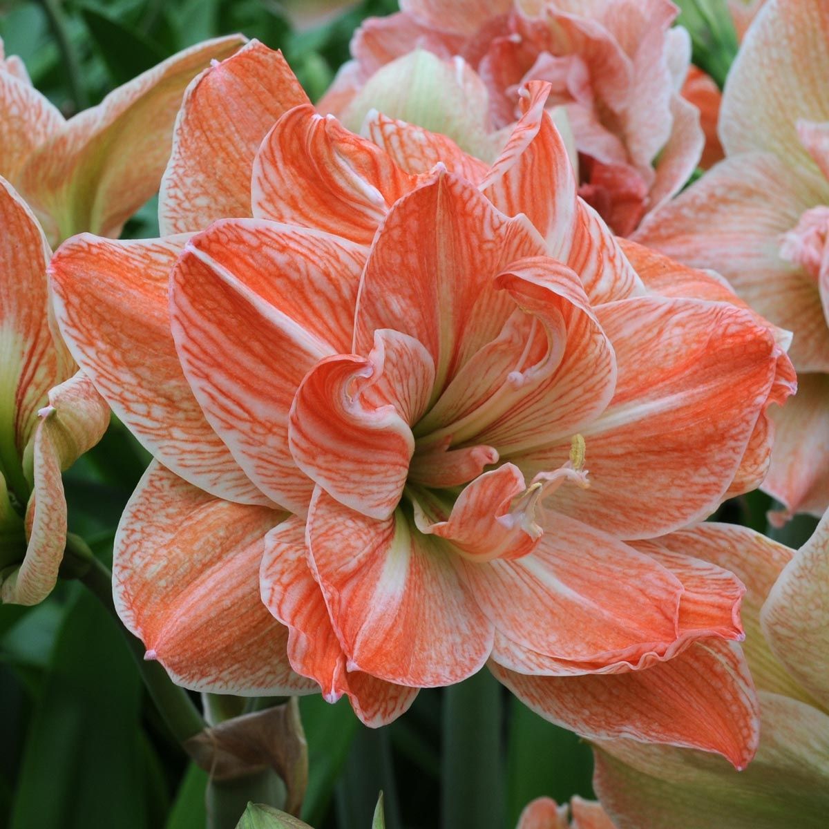 AMARYLLIS MYSTIC HOLLIDAY - 1 BULB