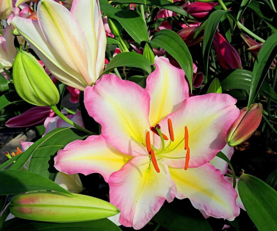 CRIN IMPERIAL - CAPTAIN TRICOLORE - Pachet 2 bulbi