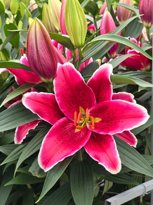 CRIN IMPERIAL - TARZO - Pachet 2 bulbi